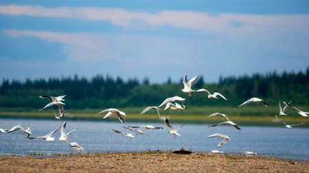 A flock of Northern white gulls flies over the stone Bank of the taiga river Viluy in Yakutia against the background of the taiga spruce forest under the blue sky.の写真素材