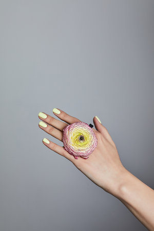 Womanâs hand with pastel yellow manicure holding a pink and yellow ranunculus flower, wearing a modern ring against a neutral grey backgroundの写真素材
