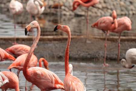 Very nice pink flamingo in the water.のeditorial素材