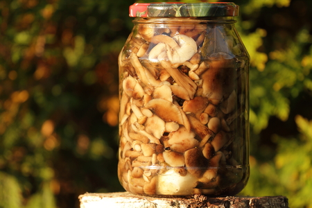 Delicious mushrooms from the forestの写真素材