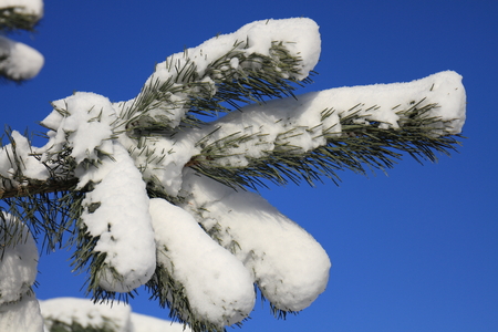 Beautiful snowy pine branches in the sun in winterの写真素材