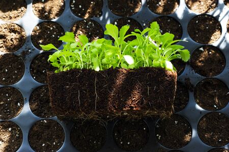Young fresh seedlings in plastic pots