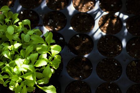 Young fresh seedlings in plastic pots