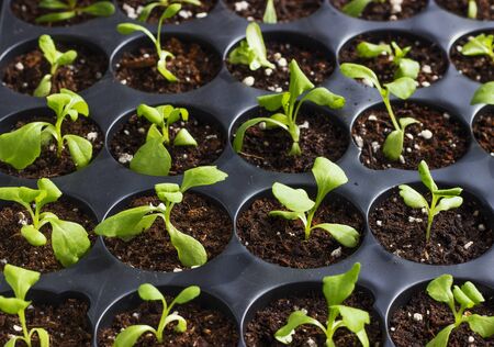 Young fresh seedlings in plastic potsの写真素材