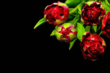 red tulips on black backgroundの写真素材