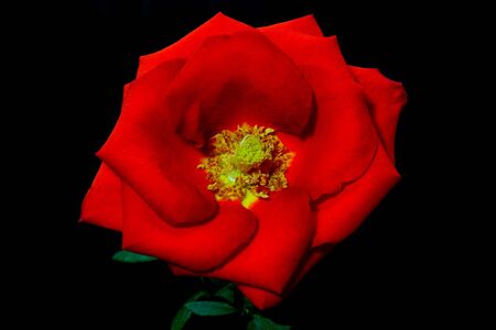 rose red macro photo on a dark backgroundの写真素材
