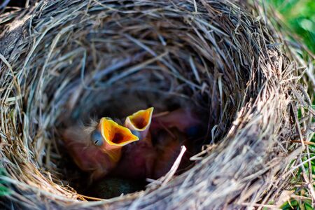 thrush chicks in a nest on a treeの写真素材