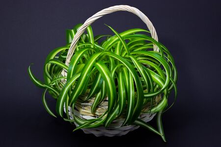 Chlorophytum in a white basket on a dark backgroundの写真素材