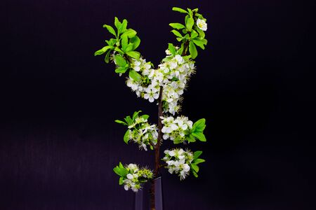 flowering plum branches on a dark backgroundの写真素材