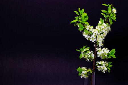 flowering plum branches on a dark backgroundの写真素材