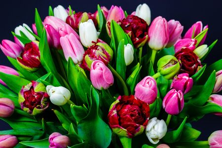 bright bouquet of tulips on a dark backgroundの写真素材