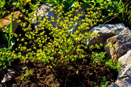 Barberry Thunberg Aurea in the open fieldの写真素材