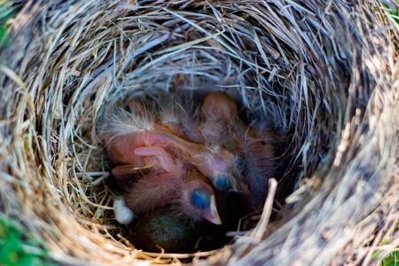 thrush chicks in a nest on a treeの写真素材