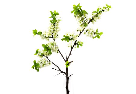 flowering plum branches on a white backgroundの写真素材