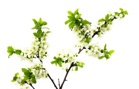 flowering plum branches on a white backgroundの写真素材