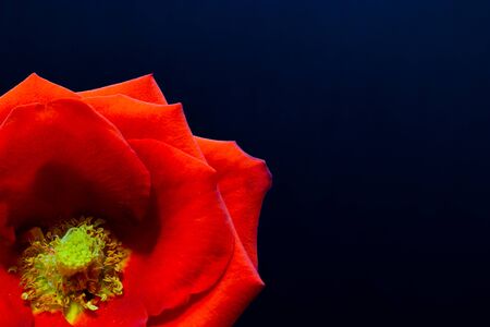 rose red macro photo on a dark backgroundの写真素材