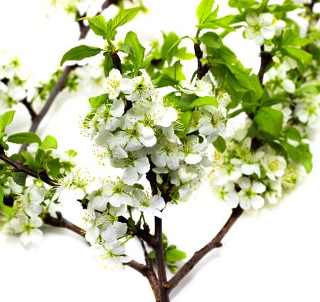 flowering plum branches on a white backgroundの写真素材
