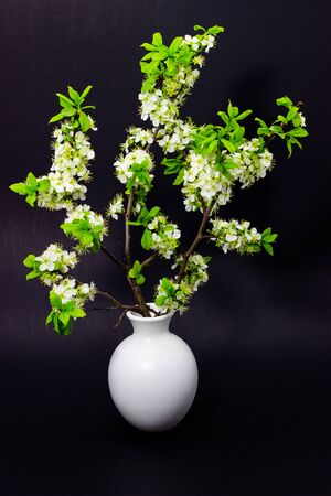 flowering plum branches on a dark backgroundの写真素材