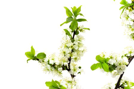 flowering plum branches on a white backgroundの写真素材