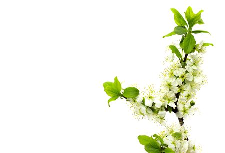 flowering plum branches on a white backgroundの写真素材