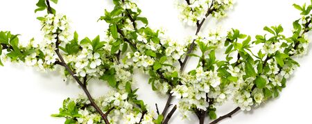 flowering plum branches on a white backgroundの写真素材