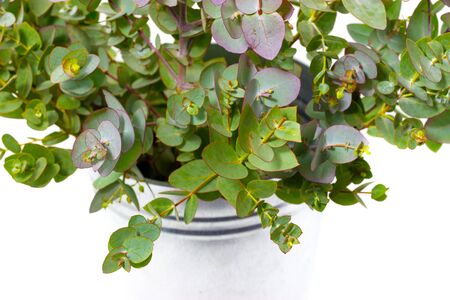 fresh eucalyptus in a vase on a white backgroundの写真素材