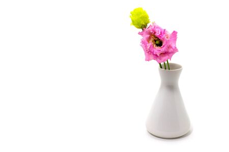 pink eustoma, lisianthus in a white vase on a white backgroundの写真素材