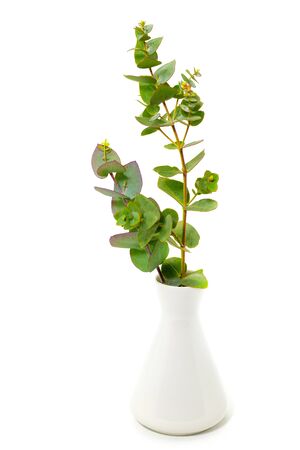 fresh eucalyptus in a white vase on a white backgroundの写真素材