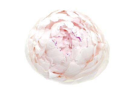 peony flower on white background macro photoの写真素材