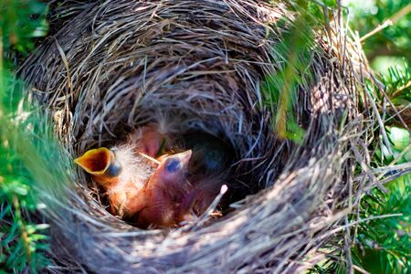 thrush chicks in a nest on a treeの写真素材