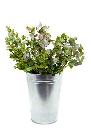 fresh eucalyptus in a vase on a white backgroundの写真素材