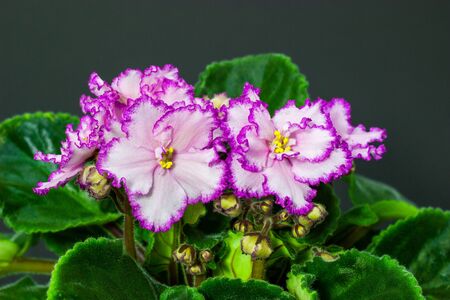 Pink Saintpaulia on a dark backgroundの写真素材