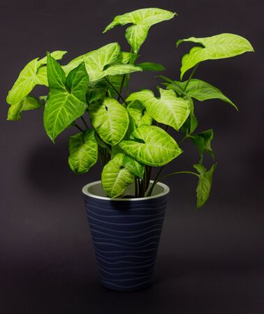 Syngonium in gray pots on a dark backgroundの写真素材