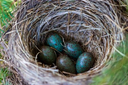 thrush eggs in a nest on a treeの写真素材