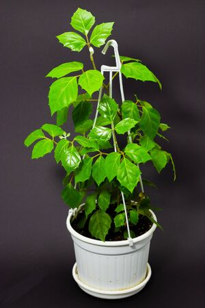 Cissus in a white pot on a dark backgroundの写真素材