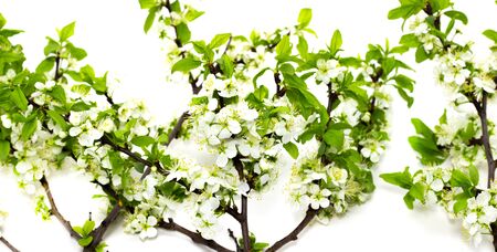 flowering plum branches on a white backgroundの写真素材