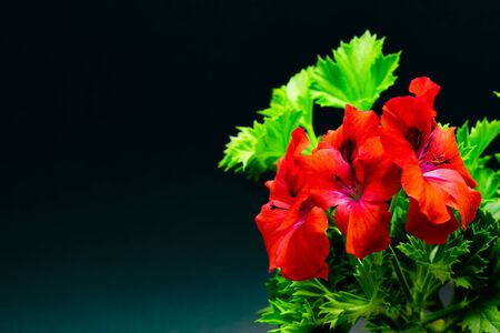 pelargonium red in pots against a dark backgroundの写真素材