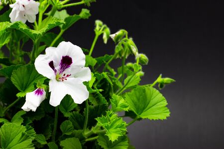 white pelargonium in pots against a dark backgroundの写真素材