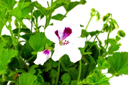 white pelargonium in flowerpots on a white backgroundの写真素材
