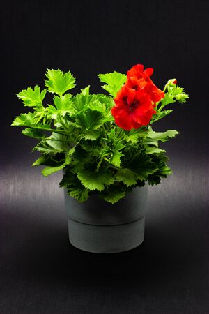 pelargonium red in pots against a dark backgroundの写真素材