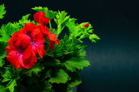 pelargonium red in pots against a dark backgroundの写真素材