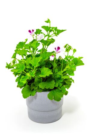 white pelargonium in flowerpots on a white backgroundの写真素材