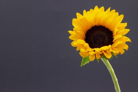 Helianthus, decorative sunflower flower on a dark backgroundの写真素材