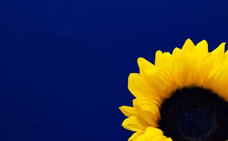 Helianthus, decorative sunflower flower on a dark backgroundの写真素材