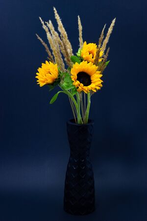 Helianthus, bright yellow sunflowers with cereals in a black vase on a dark backgroundの写真素材