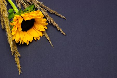Helianthus, bright yellow sunflower with cereals on a dark backgroundの写真素材