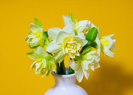 fresh spring daffodils in a white vaseの写真素材