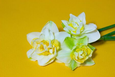 fresh spring daffodils in a white vaseの写真素材