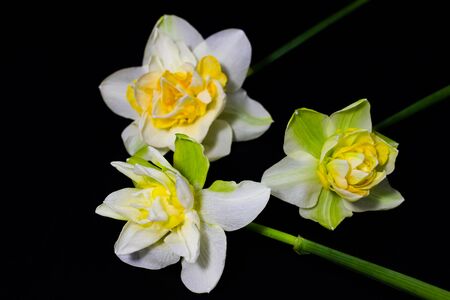 daffodils on dark background close upの写真素材