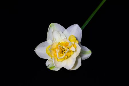 daffodils on dark background close upの写真素材